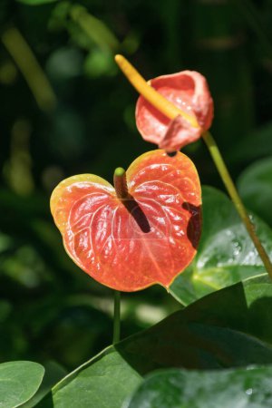 Beautiful red flowers of Anthurium andraeanum. flamingo flower, tailflower, painter's palette, oilcloth flower, laceleaf.