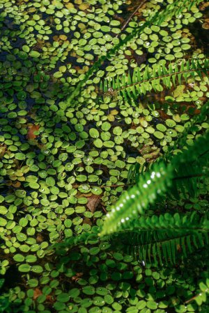 Wasserpflanzen. Schöne natürliche grüne Hintergrund. Salvinia natans, Schwebender Farn, Schwebendes Wassermoos, Schwebendes Moos.