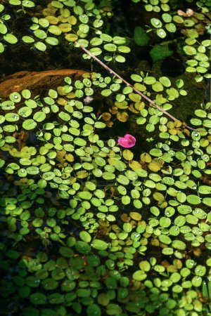 Plantas acuáticas. Hermoso fondo verde natural. Salvinia natans, helecho flotante, musgo acuático flotante, musgo flotante.