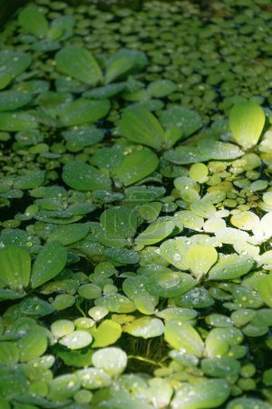 Pistia stratiotes in einem Teich. Wassertropfen auf die Blätter des Wasserkohls. Wassersalat, Nilkraut, Muscheln.
