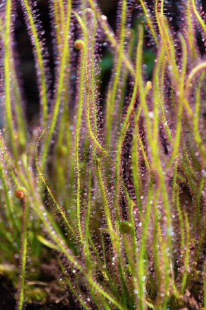Drosera filiformis, primer plano. el rocío del sol con hojas de hilo. hierba insectívora. Fondo floral. Planta en el sol.