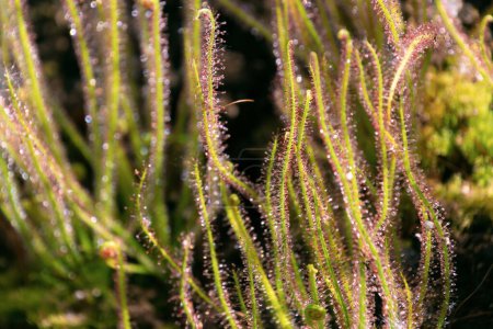 Drosera filiformis, close-up. the thread-leaved sundew. insectivorous herb. Floral background. Plant in the sun.