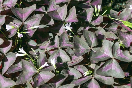 Pflanze mit violetten Blättern. Oxalis triangularis. falsches Shamrock. Familie Oxalidaceae.