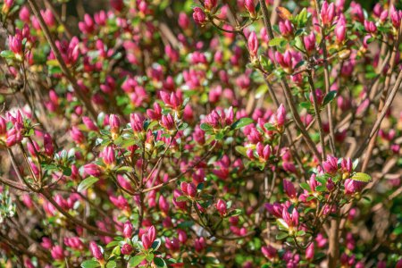 Pequeños brotes rosados de flores Rhododendron simsii. Fondo floral. Floración de primavera.