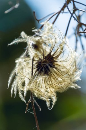 Clematis tangutica, the golden clematis. family Ranunculaceae. A plant with fluffy seeds.