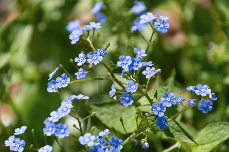 Petites fleurs bleues de Brunnera macrophylla. le bugloss sibérien, grand forget-me-not, brunnera grand-feuille, heartleaf.