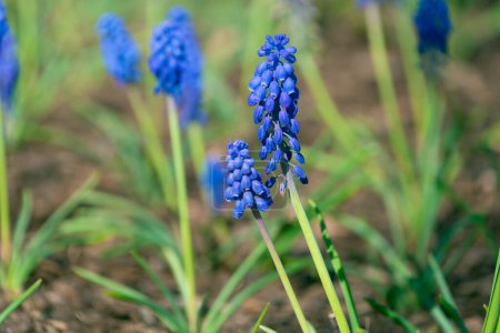 Schöne blaue Muscari botryoides blühen in einem Blumenbeet. Traubenhyazinthe.