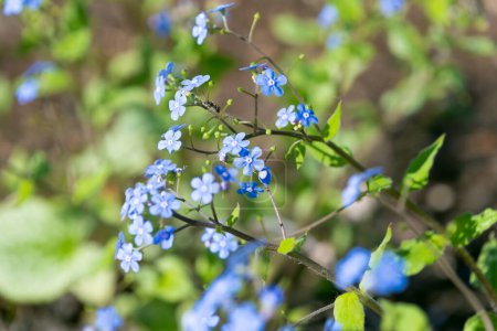Small blue flowers of Brunnera macrophylla. the Siberian bugloss, great forget-me-not, largeleaf brunnera, heartleaf.