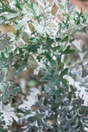 Jacobaea maritima primer plano. Ragwort plata, cineraria Senecio, molinero polvoriento. Plantas en el jardín.