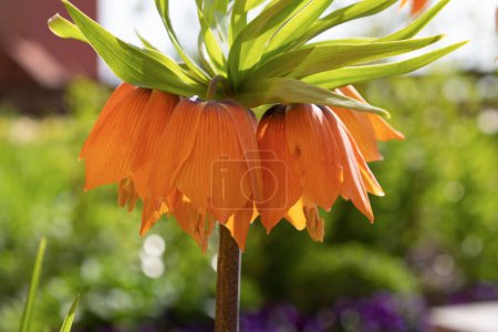 Orange Fritillaria imperialis flower, close-up. the imperial crown, imperial fritillary, Kaiser's crown.
