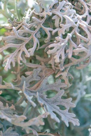 Jacobaea maritima aus nächster Nähe. Silberragwurz, Senecio cineraria, staubiger Müller. Pflanzen im Garten.