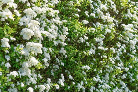 Hermosas flores blancas en un arbusto. Spirea ibérica, Spirea de hoja de hierba de San Juan. Spiraea hypericifolia. Floración de primavera. Fondo floral.