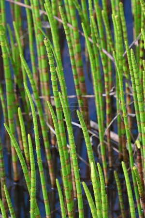 Equisetum fluviatile in einem Sumpf. Grüner Pflanzenhintergrund. der Wasserschachtelhalm, der Sumpfschachtelhalm