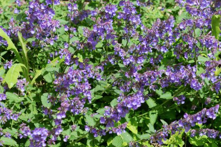 Photo for Nepeta faassenii in the garden, close-up. cat mint, Faassen's catnip. Spring bloom. - Royalty Free Image
