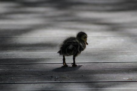 Téléchargez les photos : A lonely duckling rushing to keep up with its mother in the Spring in Wellington, New Zealand. - en image libre de droit