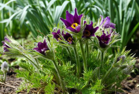 Pulsatilla patens, flor pascual oriental, y anémona de hoja cortada flores púrpuras cubiertas de pequeños pelos que florecen en el prado. Primas primaverales.