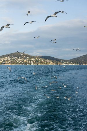 Téléchargez les photos : Mouettes volant au-dessus de la mer avec des îles princesse en arrière-plan en Turquie - en image libre de droit
