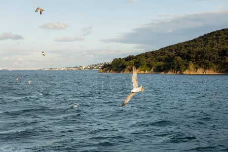 Möwen fliegen über dem Meer mit Prinzeninseln und Himmel im Hintergrund in der Türkei 