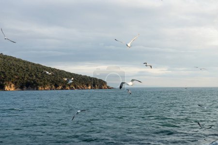 Mewy latające nad morzem z wybrzeżem w tle w Turcji 