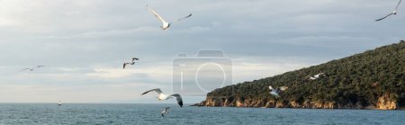 Seagulls flying above sea with coast and horizon at background in Turkey, banner 