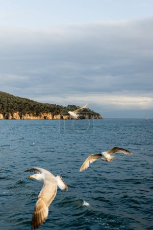 Niewyraźne ptaki lecące nad morzem z linią brzegową na tle Turcji 