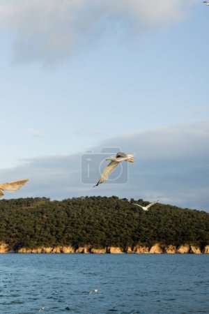 Mewa latająca z morzem i wybrzeżem Wysp Księżniczki na tle Turcji 