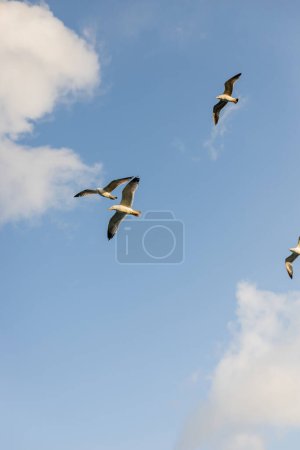 Vista inferior de gaviotas volando en el cielo azul con nubes en el fondo 