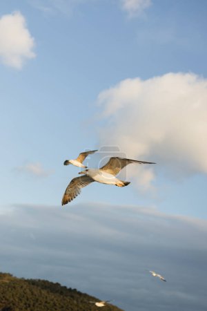 Mewy latające nad wyspami Księżniczki na zachmurzonym niebie na tle Turcji 