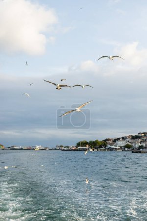 Gaviotas volando sobre el mar con la costa de Estambul al fondo en Turquía 