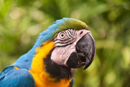Le perroquet. Aras bleu et jaune (Ara arararauna), également connu sous le nom d'aras bleu et or. Animaux sauvages. Oiseau commun d'Amérique du Sud.
