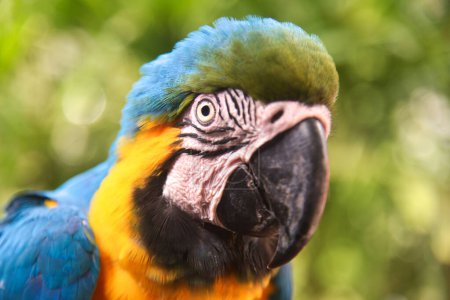 Le perroquet. Aras bleu et jaune (Ara arararauna), également connu sous le nom d'aras bleu et or. Animaux sauvages. Oiseau commun d'Amérique du Sud.