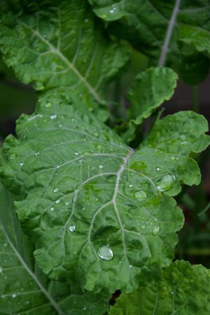 closeup of fresh cabbage in the vegetable garden