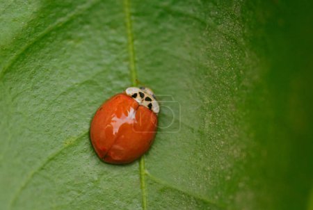 Photo for Asian ladybug (Harmonia axyridis) on top of a lush, green leaf. - Royalty Free Image
