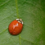 Asian ladybug (Harmonia axyridis) on top of a lush, green leaf.