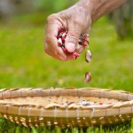 Hand throwing red Andean beans into a straw basket. The Andean lima bean, also known as string bean, lima bean, or Phaseolus lunatus, is a plant originating in the Americas, more specifically in Peru and Guatemala.
