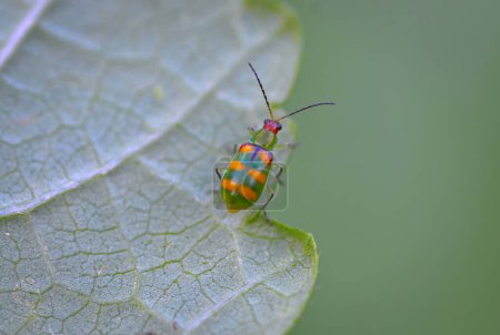 Diabrotica speciosa (Coleoptera: Chrysomelidae). Schädling, der mehrere Plantagen in Brasilien befällt. 