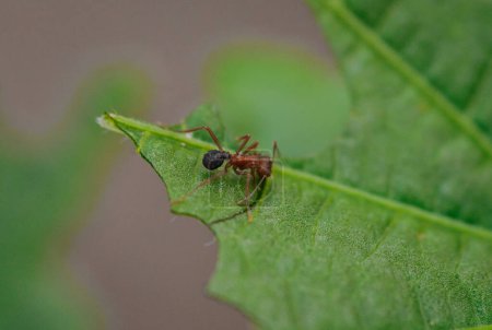Sauva ant. Leafcutter ant. leaf-cutter ants of the genera Atta and Acromyrmex, which cause destruction in crops, plantations and pastures.
