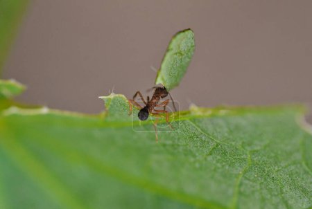 Sauva ant. Leafcutter ant. leaf-cutter ants of the genera Atta and Acromyrmex, which cause destruction in crops, plantations and pastures.