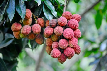 Litschi-Früchte bereit, um am Baum gepflückt zu werden. Litschi-Frucht, wissenschaftlicher Name Litchi chinensis Sonn, auch bekannt als Litschi und Alexia. Sie gehört zur Familie der Sapindaceae und stammt ursprünglich aus China..