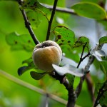 Quince fruit on a tree branch. Quince is the fruit of the quince tree (Cydonia oblonga). The quince tree is a typical plant of temperate climates and quite demanding in cultural practices.