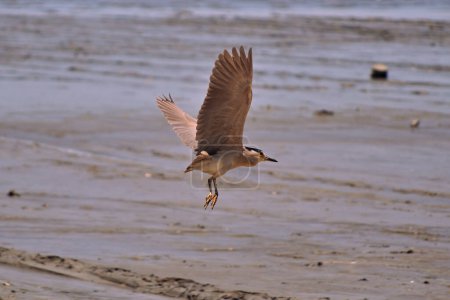 Téléchargez les photos : Oiseau appelé Soco ou Socozinho. Voler dans la mangrove - en image libre de droit