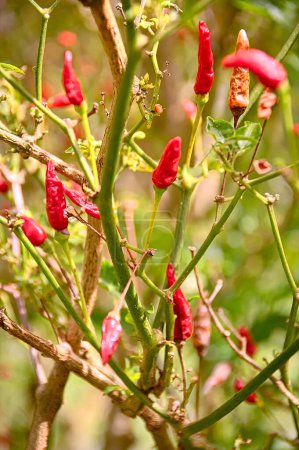 Foto de Planta de chile rojo - Imagen libre de derechos