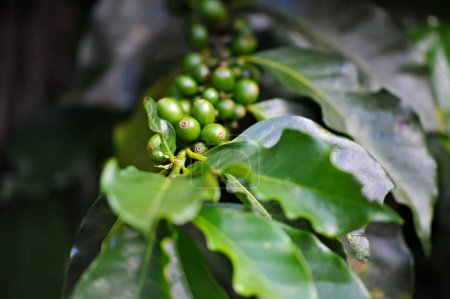Kaffeebaum voller Rohkaffee, der darauf wartet gepflückt zu werden. Brasilien ist der größte Kaffeeproduzent und -exporteur der Welt. Kaffeekonsum in der Welt gestiegen