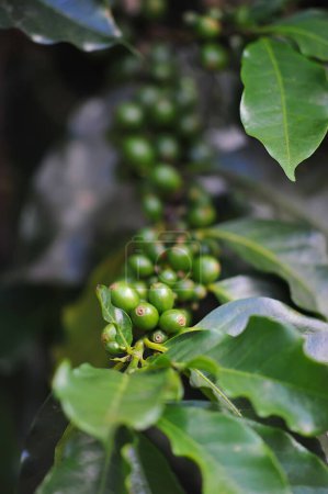 Kaffeebaum voller Rohkaffee, der darauf wartet gepflückt zu werden. Brasilien ist der größte Kaffeeproduzent und -exporteur der Welt. Kaffeekonsum in der Welt gestiegen