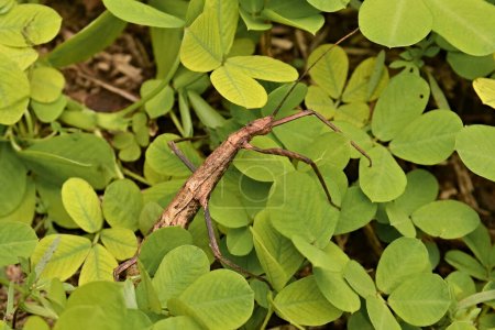Stick insect hanging in vegetation. Stick insects are insects in the order Phasmatodea. They are camouflaged as either sticks or leaves