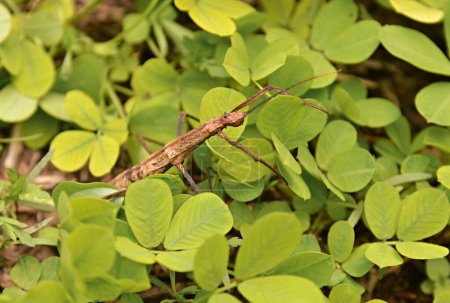 Stick insect hanging in vegetation. Stick insects are insects in the order Phasmatodea. They are camouflaged as either sticks or leaves