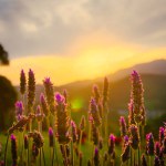 Sunset with mountains in the background and plants in front. Landscape of peace and relaxation. lavender