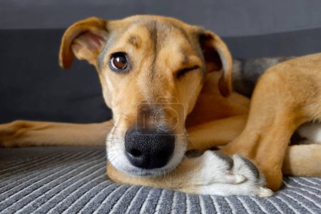 Photo for Dog winks. Selective focus on animal's nose. Cheerful dog muzzle. Young funny mongrel dog squints one eye while lying on bed. Defocused background. Dog lifestyle. Pet routine. - Royalty Free Image