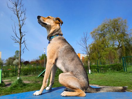 Photo for Dog dreamily looks up at the sky. Dog lifestyle. Young thin brown mongrel sits on podium in dog park on summer sunny day. City pets. Animal rights. Template for article, website, blog, advert. - Royalty Free Image
