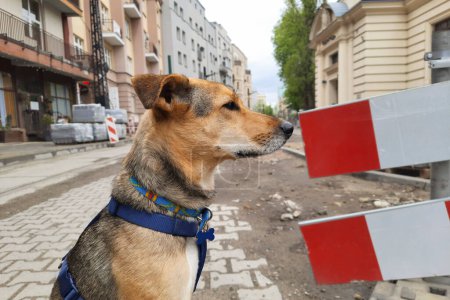 Photo for Funny dog muzzle. Selective focus. Dog lifestyle. Close-up profile of young mongrel dog on blurred background of cityscape. Hidden Lives of Pets. Repair work on city street, city reconstruction - Royalty Free Image